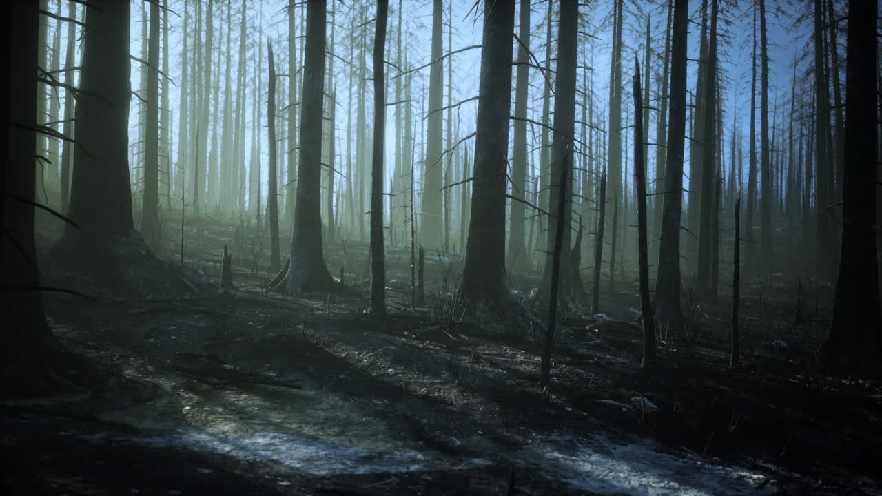 Burnt Forest Scene