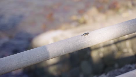 Gewöhnlicher-Seeschiefer,-Der-Entlang-Der-Schiene-Am-Meer-Kriecht