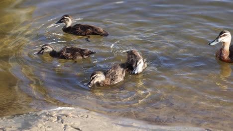 ducks swimming together in gold coast, australia