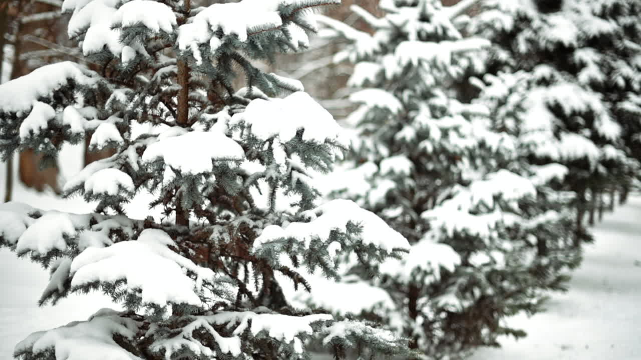 Green pine tree full of white snow in winter