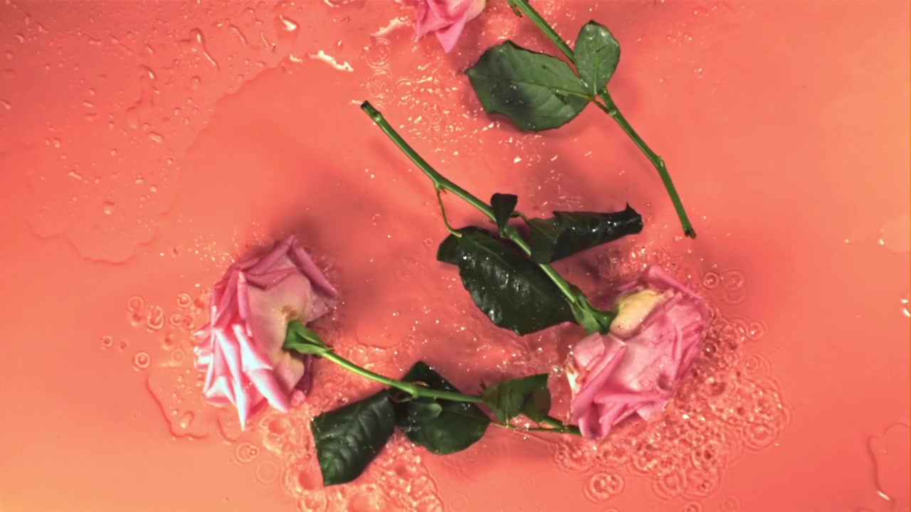 Rose rosa che cadono nell'acqua al rallentatore