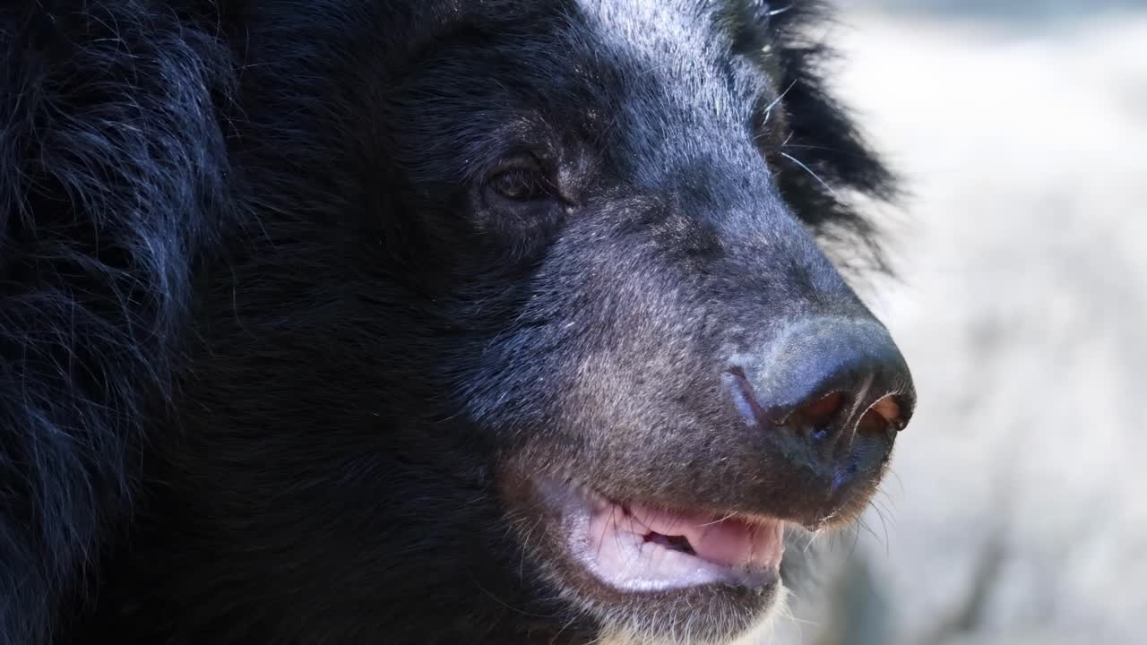 Detailed view of a bear's face, highlighting its fur and facial features in natural lighting.