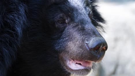 detailed view of a bear's face, highlighting its fur and facial features in natural lighting.