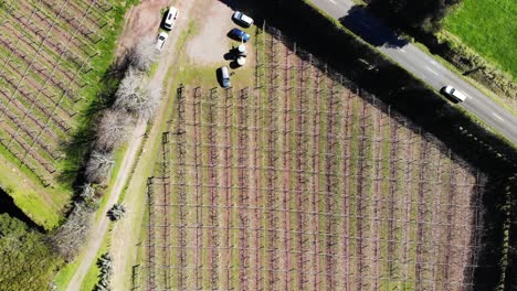 Top-down-aerial-of-rows-of-empty-kiwifruit-trees-at-beginning-of-season-in-Opotiki