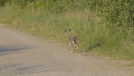 Wilder-Hase-Läuft-Und-Frisst-Auf-Der-Straße-In-Zeitlupe-Mit-Großen-Augen