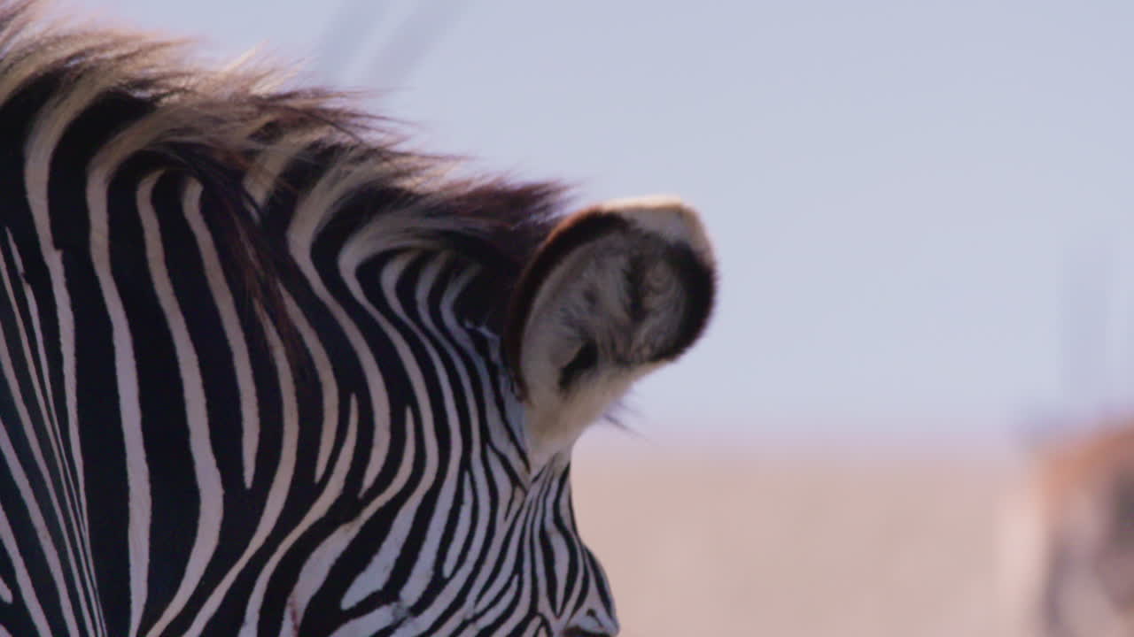 Grevy's Zebras walking in savannah in midday