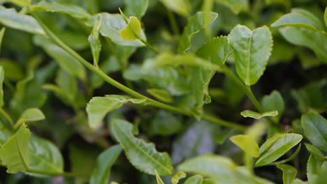 exquisitas plantas de té verde, que prosperan en su hábitat natural