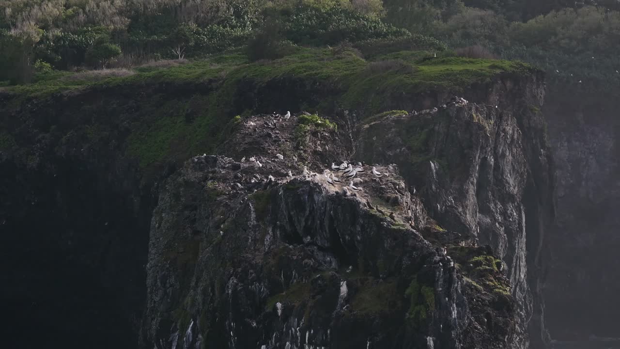 Burung laut di tebing Pantai Utara Maui, Hawaii, dengan panorama udara yang indah.