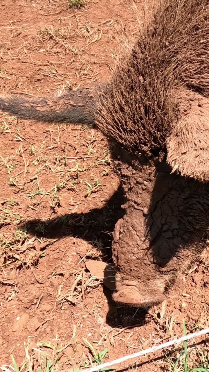 un cerdo olfatea y raíz en la tierra