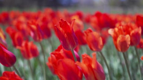 field of red tulips swaying in the wind