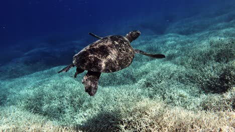 Tortuga-Marina-Verde-Nadando-Sola-Sobre-El-Arrecife-De-Coral-En-El-Océano-Azul---Bajo-El-Agua,-Cámara-Lenta