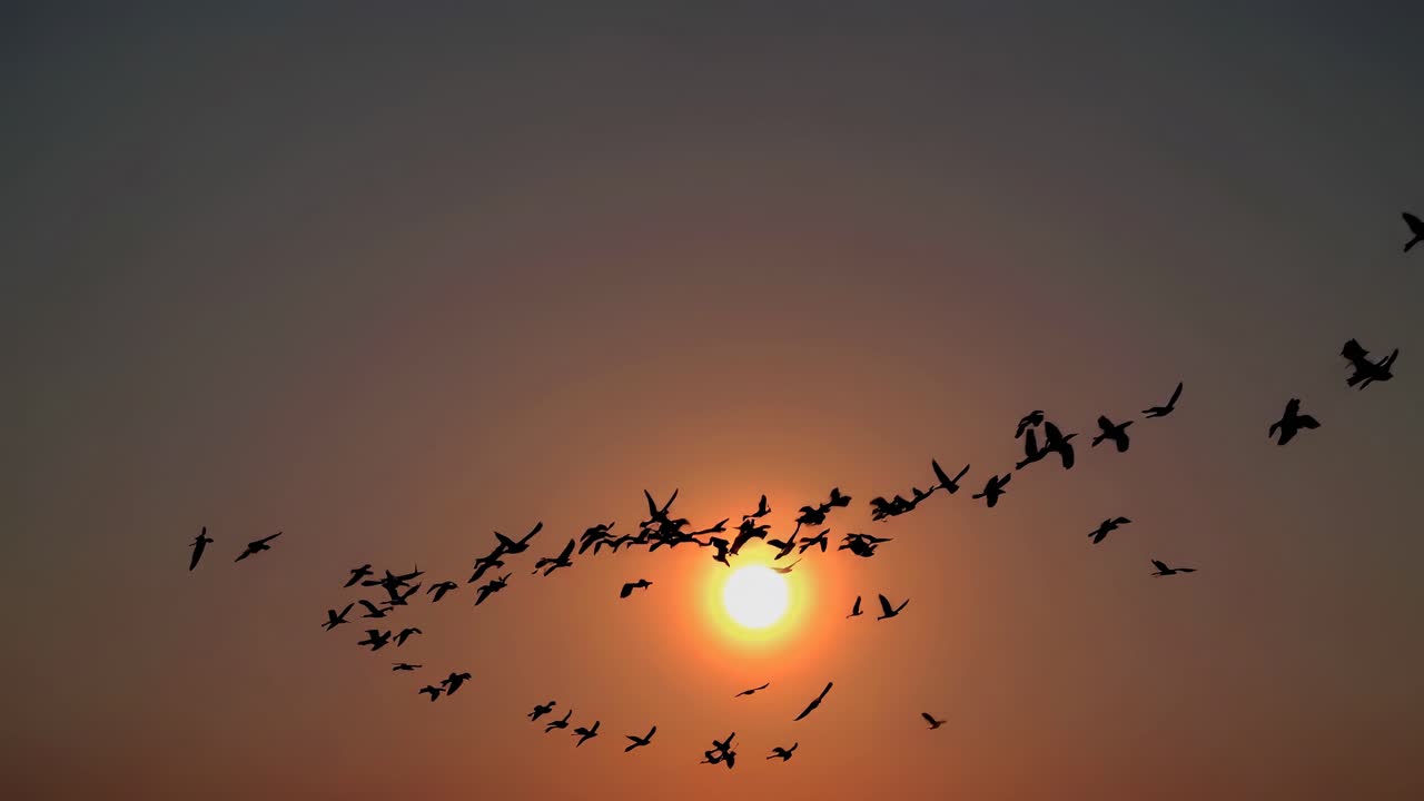 Silhouetted birds flying in V-formation against a vibrant sunset