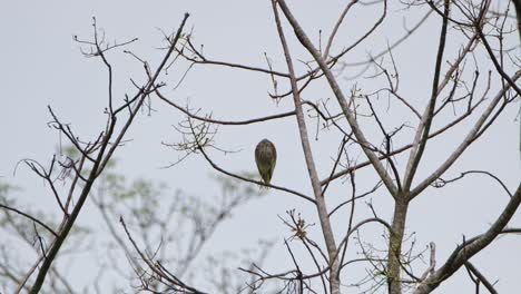 Looking-to-the-left-then-towards-the-camera-while-roosting-for-the-night-in-the-forest,-Chinese-Pond-Heron-Ardeola-bacchus,-Kaeng-Krachan-National-Park,-Thailand