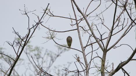 looking to the left then towards the camera while roosting for the night in the forest, chinese pond heron ardeola bacchus, kaeng krachan national park, thailand