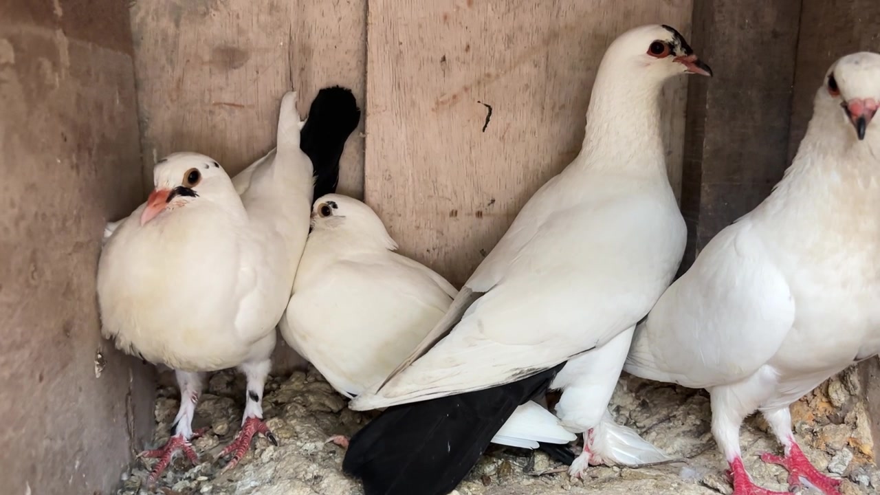 Palomas blancas con manchas negras en un palomar de madera
