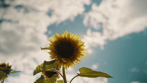 Blühende-Sonnenblume-Vor-Dem-Himmel-An-Einem-Sommertag---Niedriger-Winkel