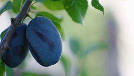 plums hanging on a tree with green leaves, in the summertime, static