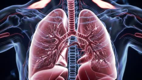 anatomical visualization of the human respiratory system: detailed insights into lungs, airways, and circulatory interactions revealed through high-quality illustrations