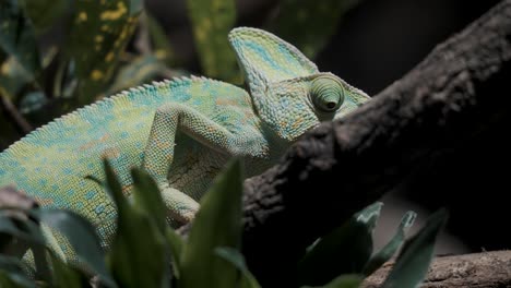 veiled chameleon slowly climbing on tree branch