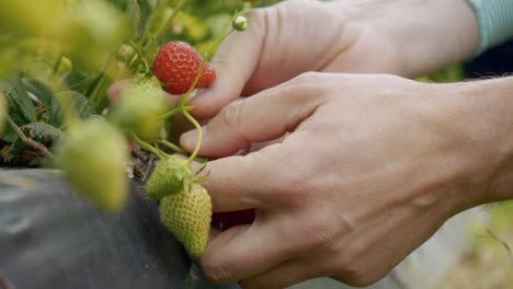 man hands checking and picking gently fresh organic red strawberry