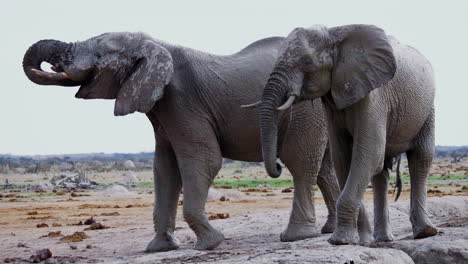 mudded elephants drinking then walks off sceptically in african savanna - medium shot