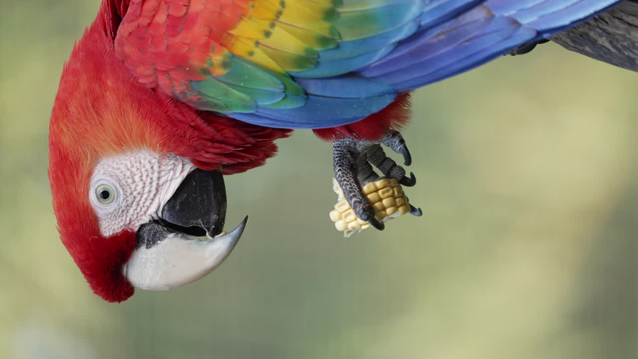 video vertical- colorido guacamayo escarlata comiendo maíz