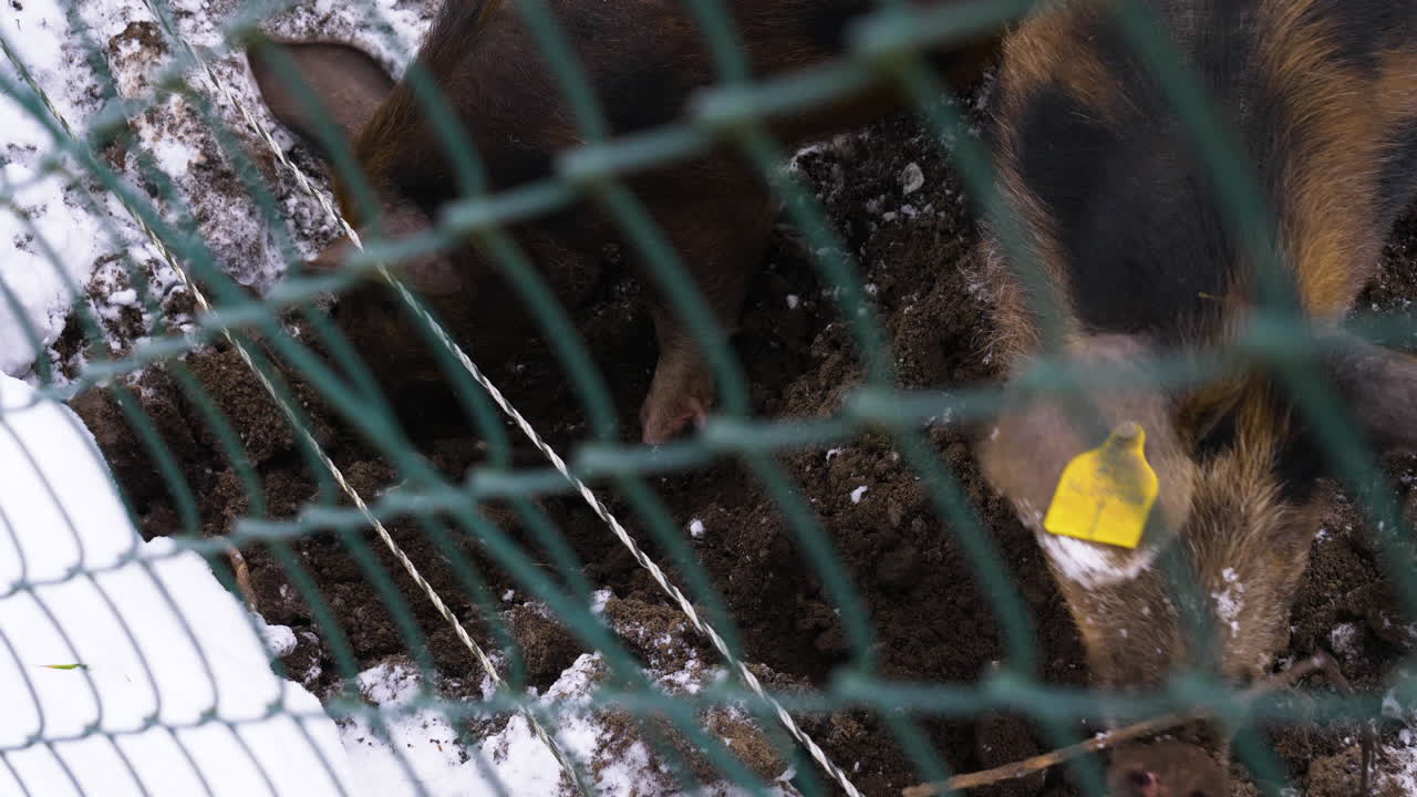 tiro de cardán de alto ángulo de cerdos comiendo detrás de la cerca durante el invierno