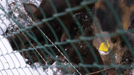 High-angle-gimbal-shot-of-pigs-eating-behind-fence-during-winter-time