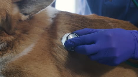 a team of veterinarians examines a sick corgi dog using an stethoscope