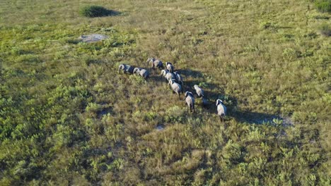 aerial view, elephant herd walking through botswana grasslands at golden hour