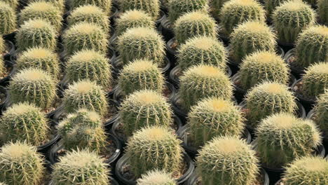 rows of planted cacti in pots at nursery