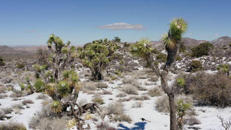Yucca-Bäume-Auf-Einer-Schneebedeckten-Landschaft-Im-Joshua-Tree-Nationalpark