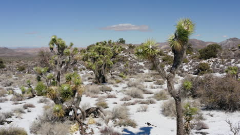 los árboles de yuca en un paisaje cubierto de nieve en el parque nacional joshua tree