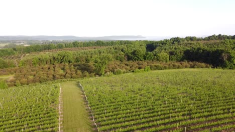 vineyard in leelanau county, traverse city michigan, sleeping bear dunes national lakeshore