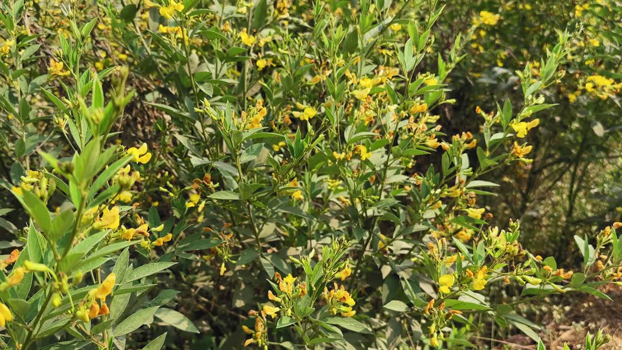 Slow tracking shot through flowering pulse (pigeonpea, arhar, toor) field, yellow blossoms and green foliage moving past camera in daylight, creating rural farm feel zen
