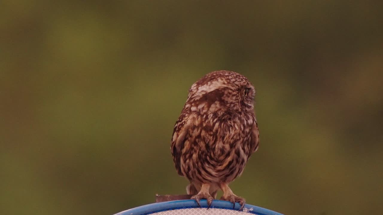 Eine kleine Eule sitzt auf einem Straßenschild, Nationalpark Veluwe, Niederlande