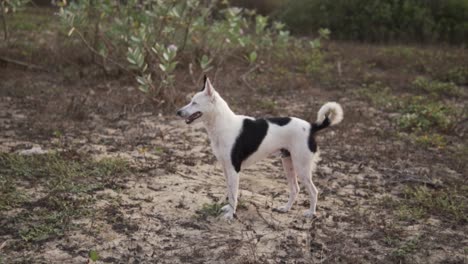 Un-Hermoso-Perro-Canaán-Blanco-Y-Negro-Está-Parado-Al-Aire-Libre