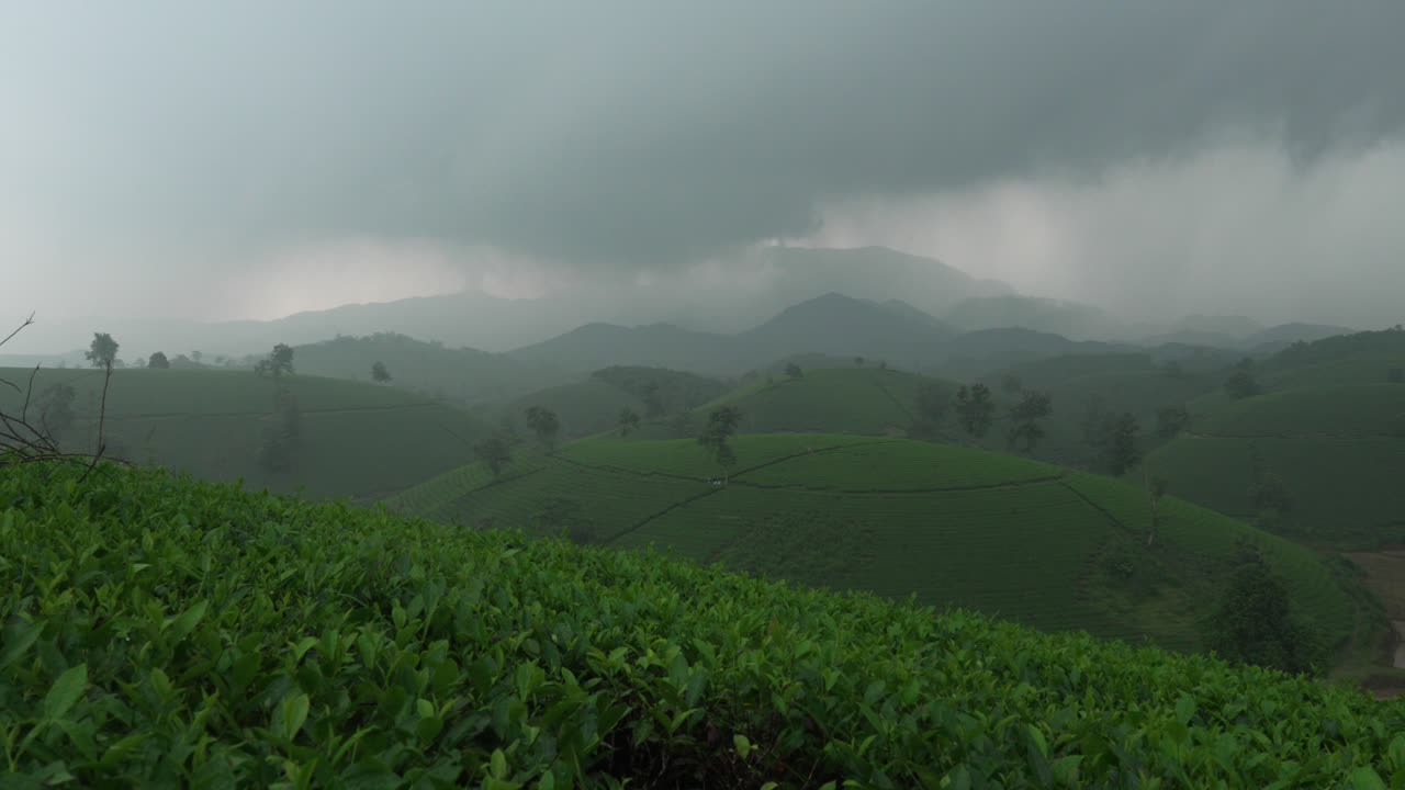 Green Tea hills in Long Coc, Vietnam, overcast heavy rain in ...