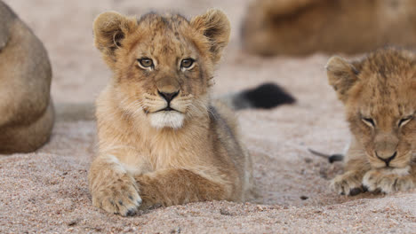 Impresionante-Foto-De-Cuerpo-Completo-De-Un-Pequeño-Cachorro-De-León-Tendido-En-La-Arena-Lamiéndose-Los-Labios,-Greater-Kruger