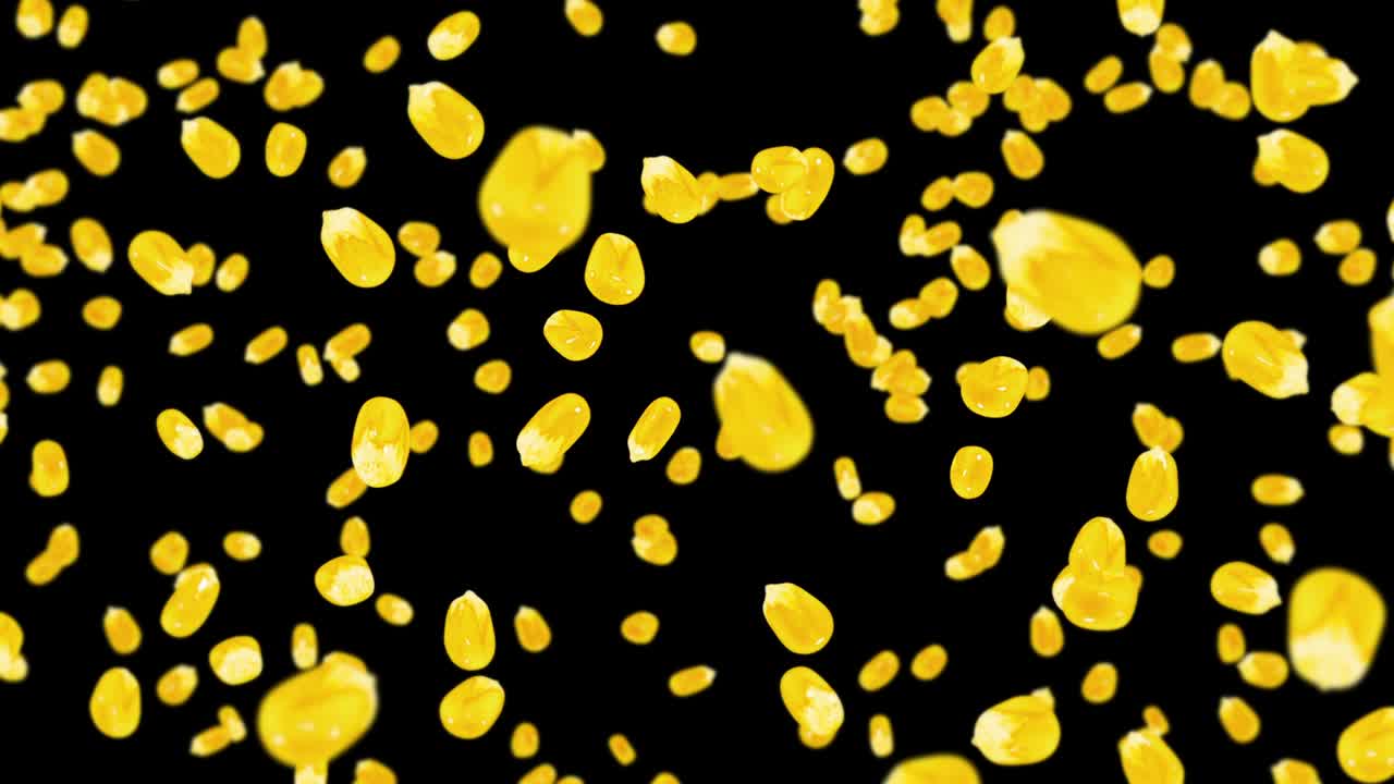 검은색 바탕에 많은 옥수수 어리를 날려. 노란색 달한 옥수스 씨. 채식주의자. 건강한 음식. 옥수수가 회전하는 3d 루프 애니메이션.