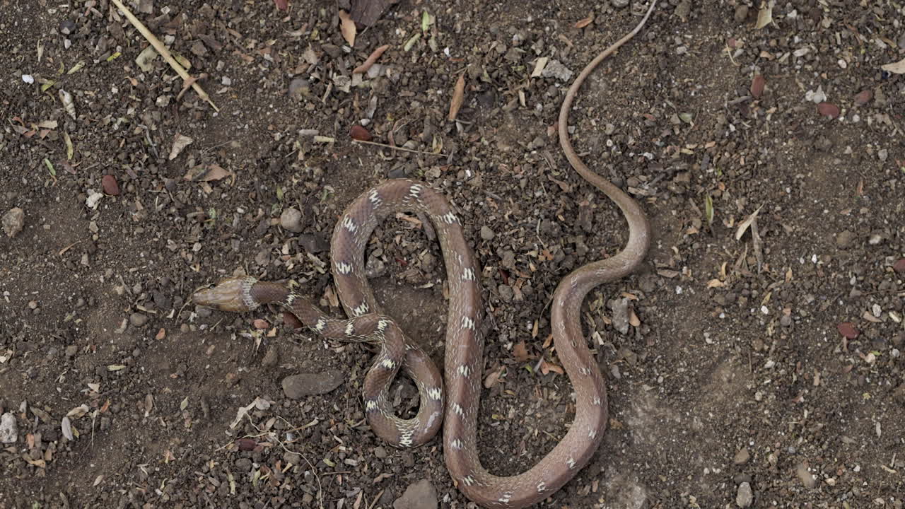 Serpente lupo comune perfettamente mimetizzato su terreno marrone, sdraiato immobile