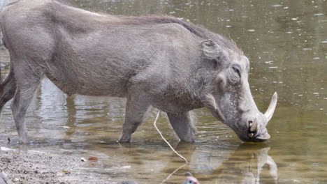 warthog drinking on the waterhole with guineafowl in botswana, south africa