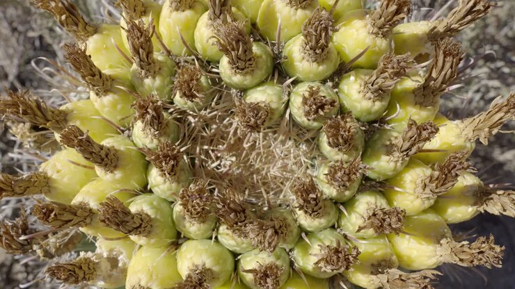 Sonoran Leafcutter and Dark Rover Ants on Fishhook Barrel Cactus Fruit, Top Down View