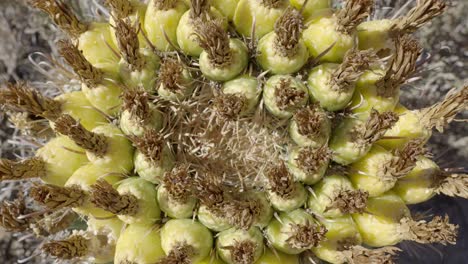 Sonoran-Leafcutter-and-Dark-Rover-Ants-on-Fishhook-Barrel-Cactus-Fruit,-Top-Down-View