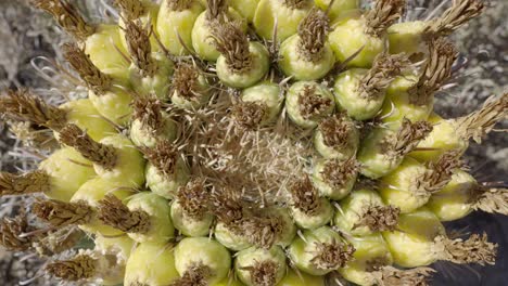 cortadora de hojas sonoran y hormigas vagabundas oscuras en frutos de cactus de barril de anzuelo, vista de arriba hacia abajo