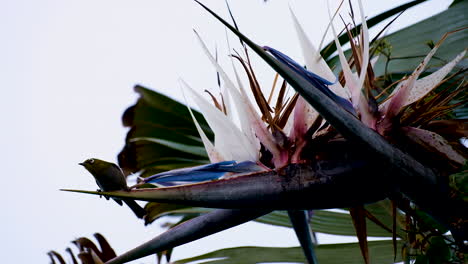 vista hacia arriba de la delicada capa de ojo blanco bebiendo néctar de la flor de strelitzia