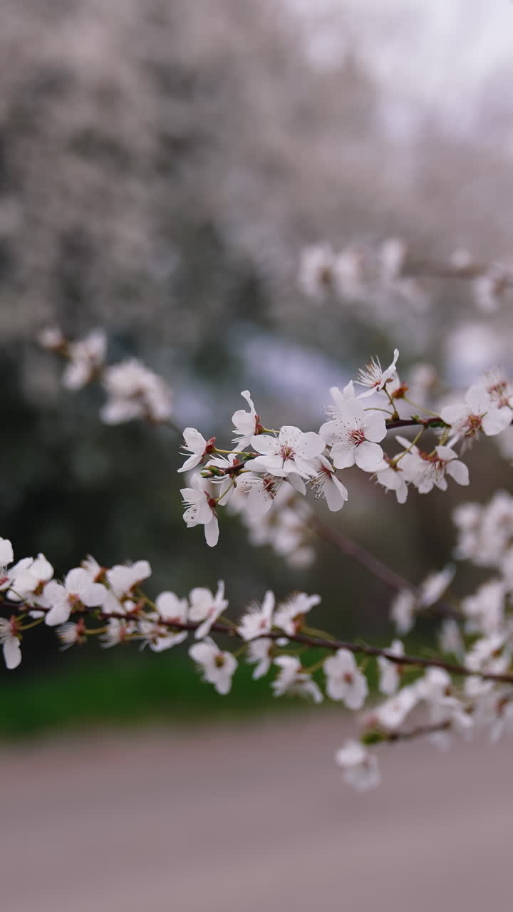 Flowering tree over nature background. Beautiful nature scene with blossoming tree. Vertical video