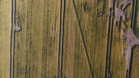 harvest theme