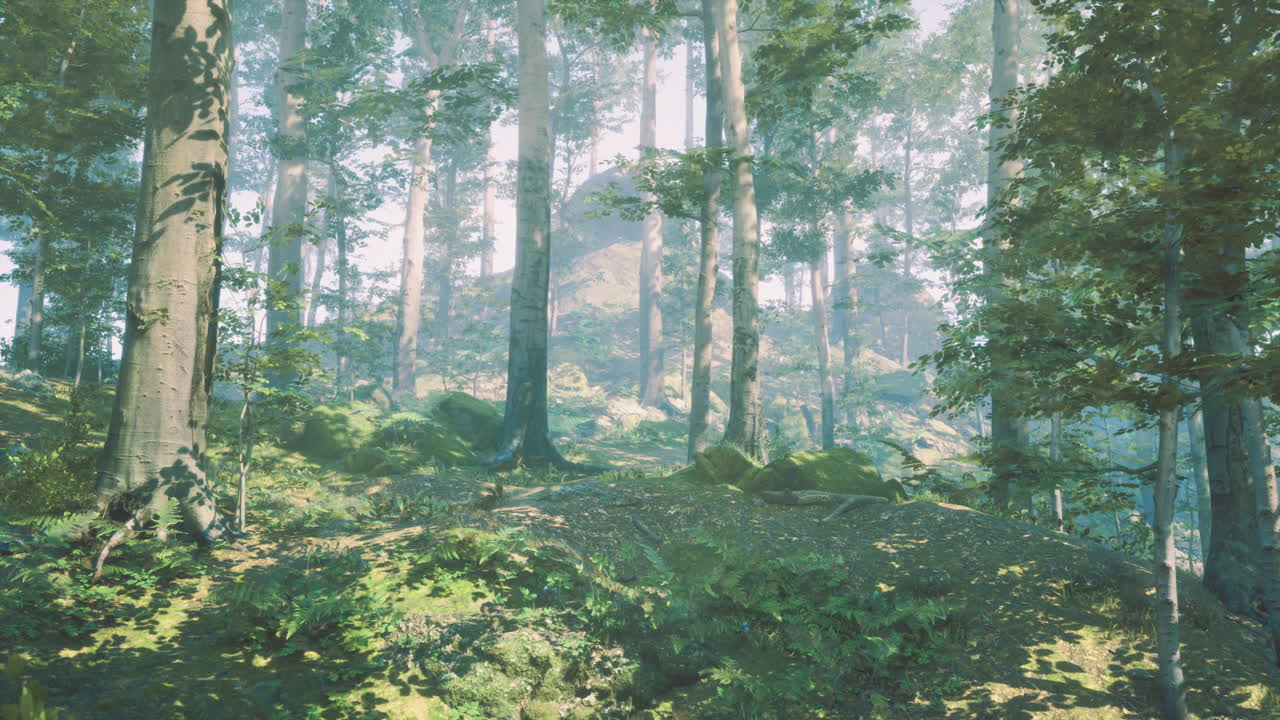 안개 숲 을 가로질러 빛나는 빛