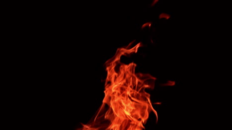 red flames of burning fire striving up. tongues of bonfire isolated at black backdrop.